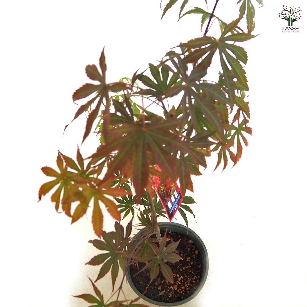 モミジ(カエデ)の苗木 奥州紅 【花木苗 5号／1個売り】｜ 【植物の