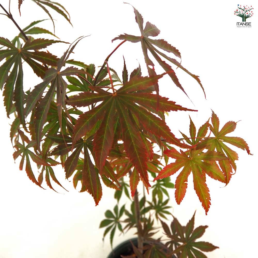 モミジ(カエデ)の苗木 奥州紅 【花木苗 5号／1個売り】｜ 【植物の