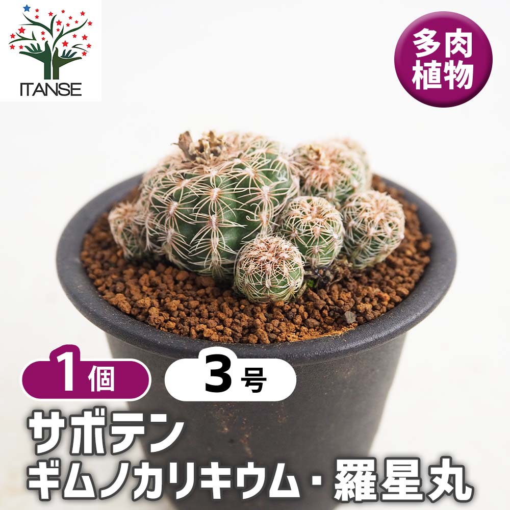 サボテン ギムノカリキウム 羅星丸(らせいまる) 【多肉植物 3号／1個