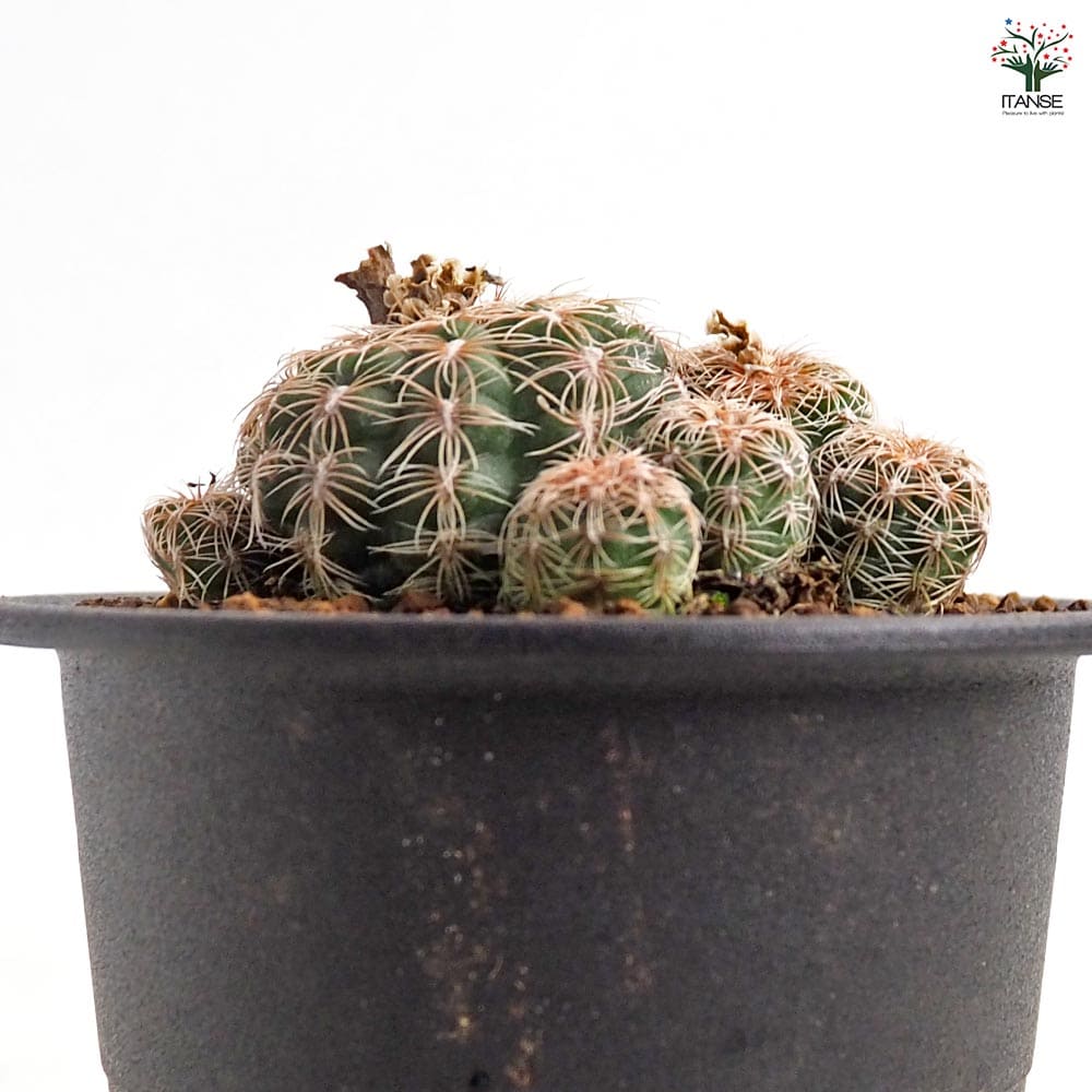 サボテン ギムノカリキウム 羅星丸(らせいまる) 【多肉植物 3号／1個