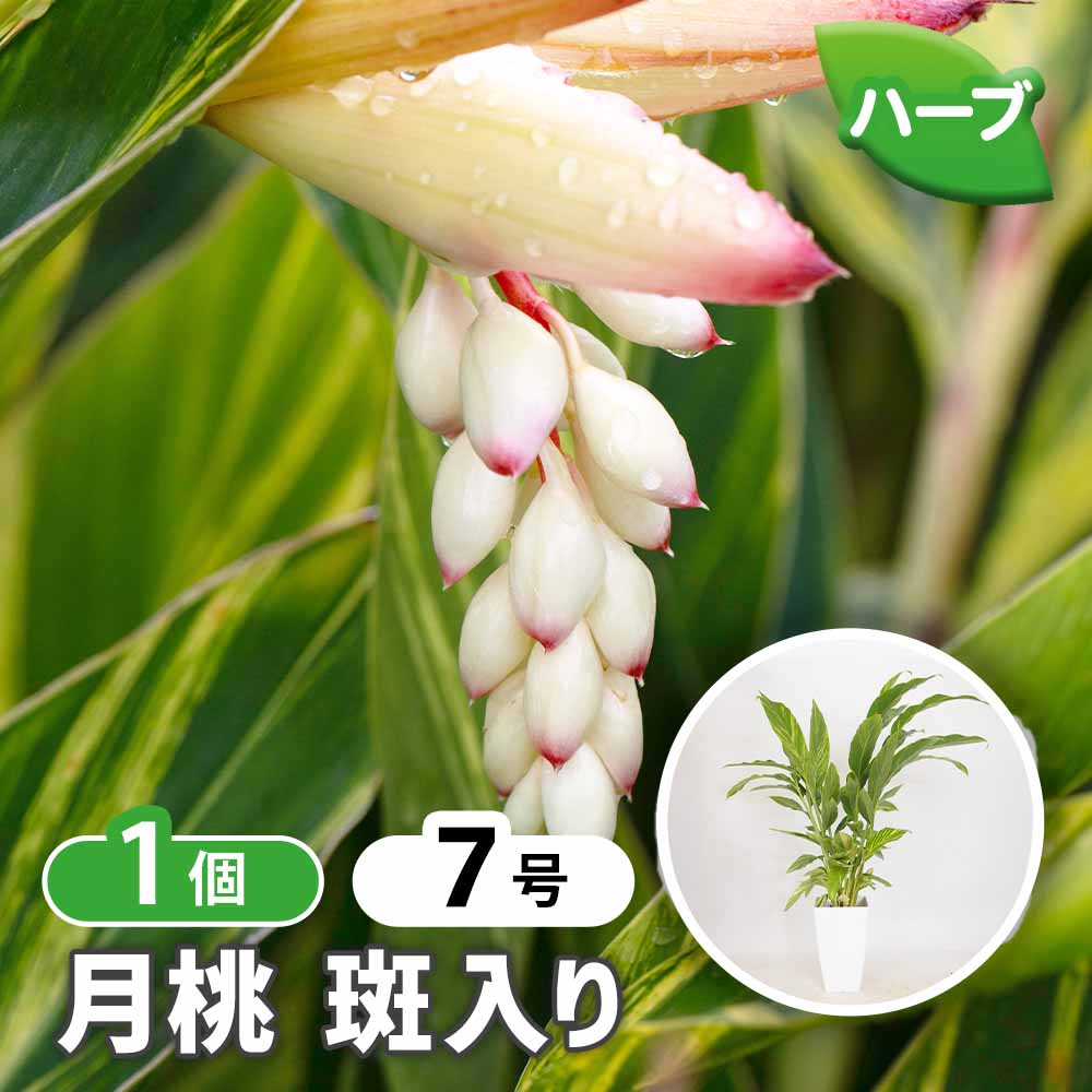 月桃(ゲットウ) 斑入り 【ハーブの苗 7号／1個売り】｜ 【植物の