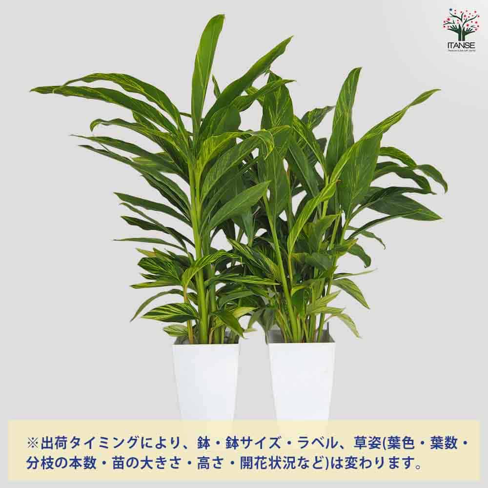 月桃(ゲットウ) 斑入り 【ハーブの苗 7号／1個売り】｜ 【植物の