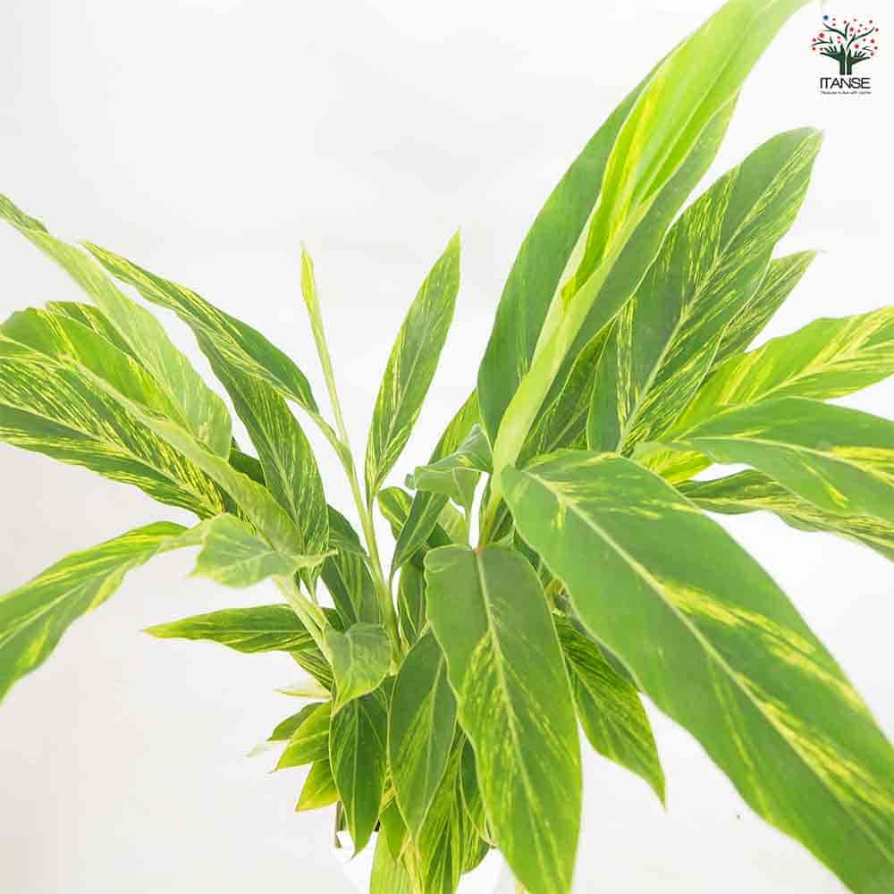 月桃(ゲットウ) 斑入り 【ハーブの苗 7号／1個売り】｜ 【植物の 