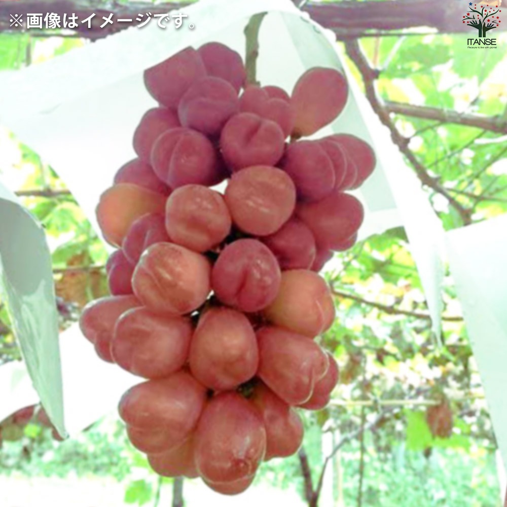 ぶどうの苗 品種：マイハート【果樹の苗 12cmポット 1年生 接木苗／1個売り】