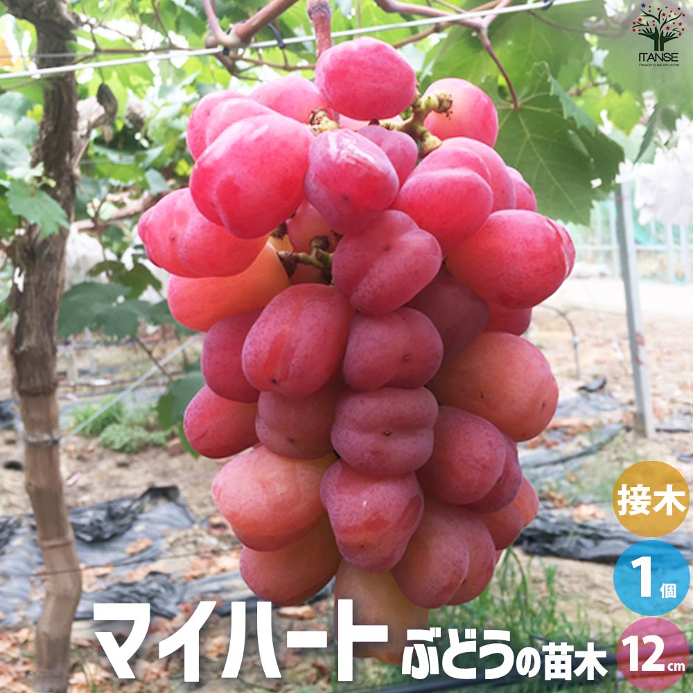 ぶどうの苗 品種：マイハート【果樹の苗 12cmポット 1年生 接木苗／1個売り】