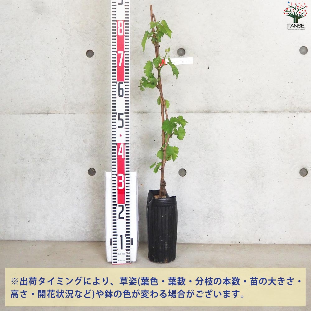 ぶどうの苗 品種：マイハート【果樹の苗 12cmポット 1年生 接木苗／1個売り】