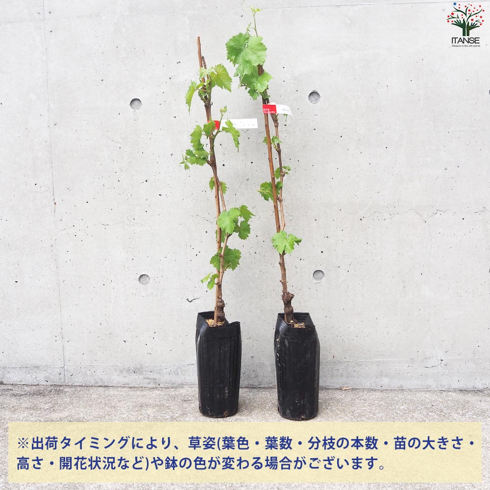 ぶどうの苗 品種：マイハート【果樹の苗 12cmポット 1年生 接木苗／1個売り】