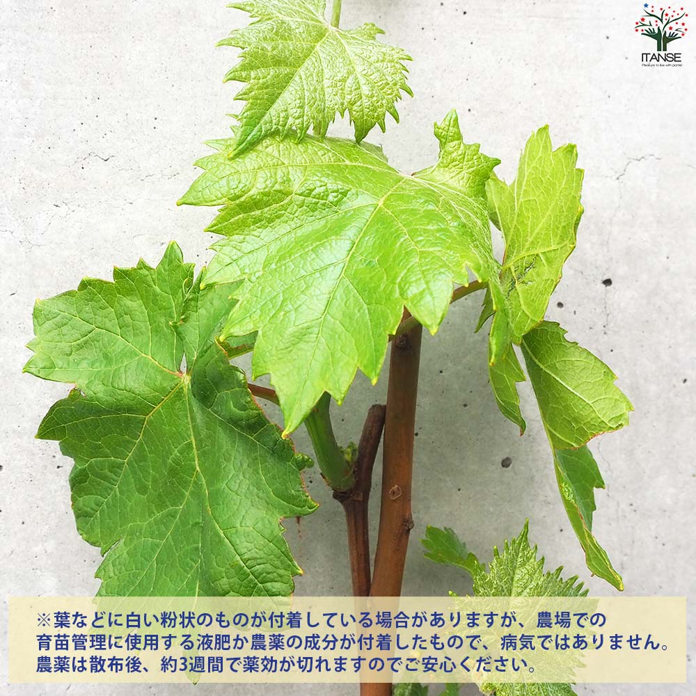 ぶどうの苗 品種：マイハート【果樹の苗 12cmポット 1年生 接木苗／1個売り】