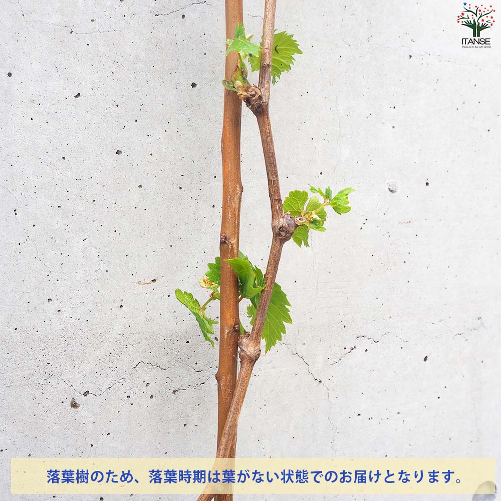 ぶどうの苗 品種：マイハート【果樹の苗 12cmポット 1年生 接木苗／1個売り】