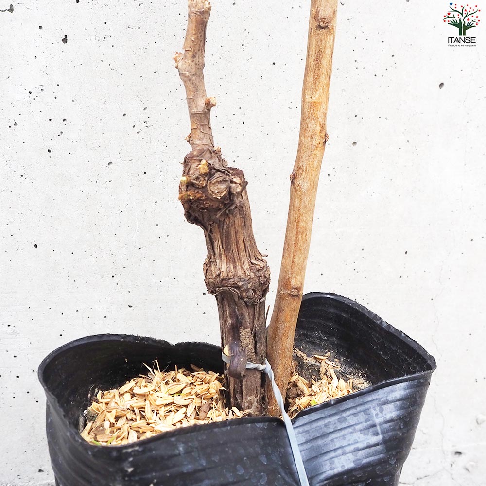 ぶどうの苗 品種：マイハート【果樹の苗 12cmポット 1年生 接木苗／1個売り】