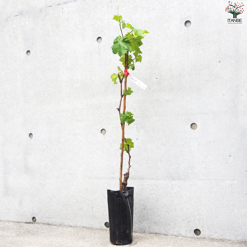 ぶどうの苗 品種：マイハート【果樹の苗 12cmポット 1年生 接木苗／1個売り】