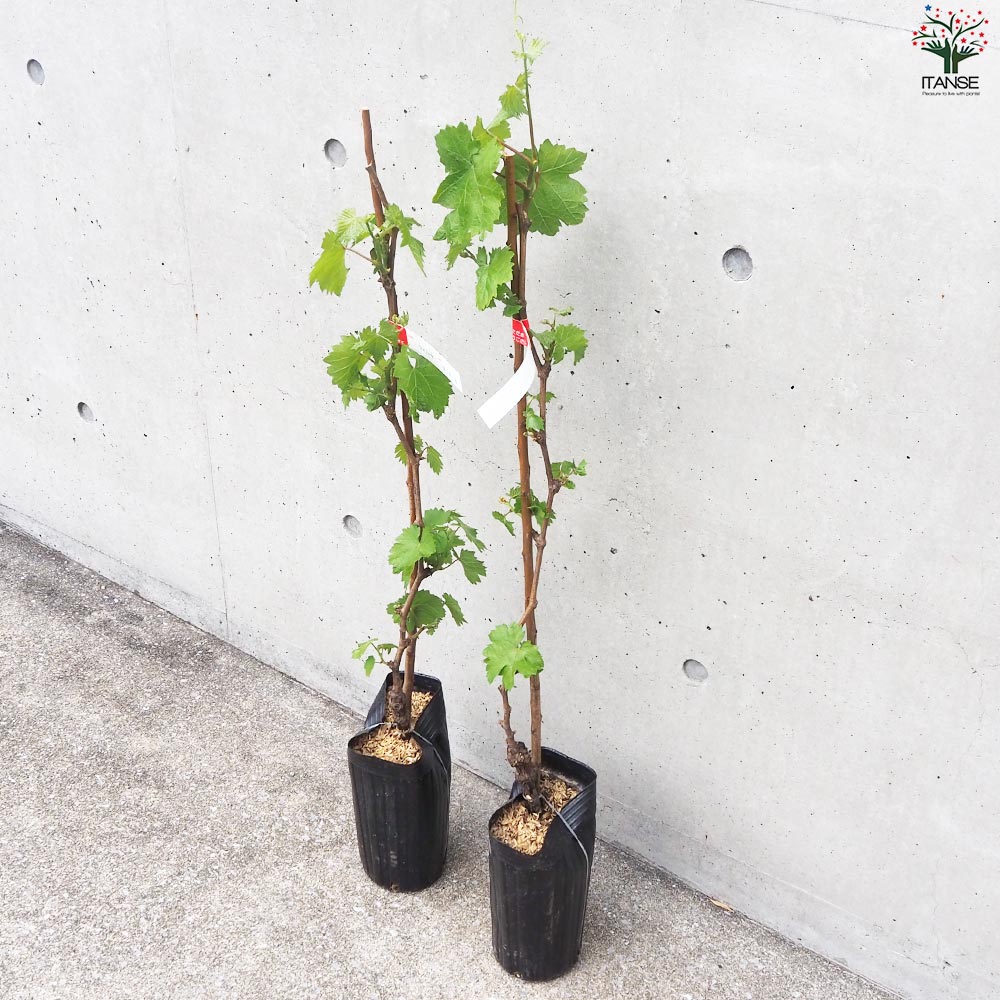 ぶどうの苗 品種：マイハート【果樹の苗 12cmポット 1年生 接木苗／1個売り】