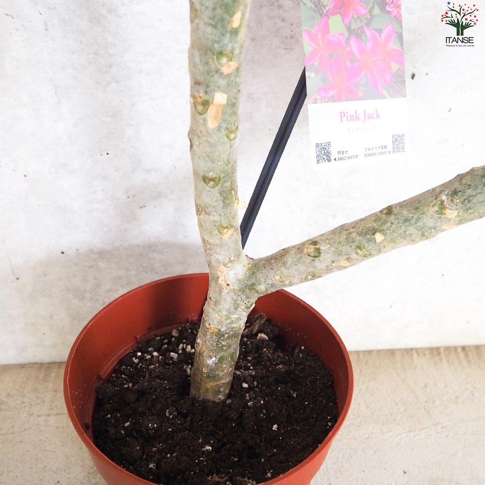 プルメリア枝苗　111 プルメリア枝苗 111 プルメリア枝苗 111