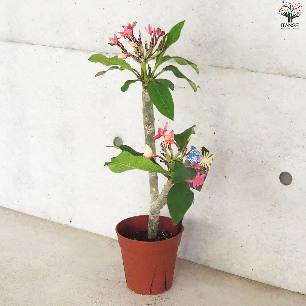 プルメリア苗木 品種：ピンクジャック【花苗 5号鉢／1個売り