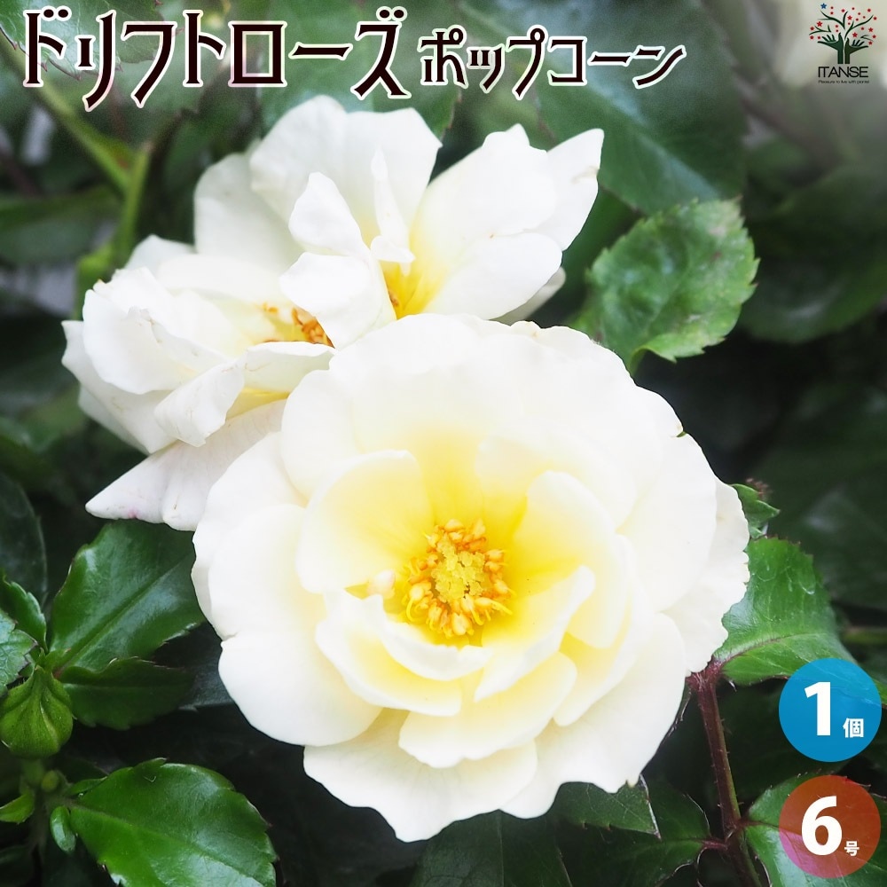 ドリフトローズ 楽天市場】（観葉植物）ドリフトローズ レッドドリフト 4号（1