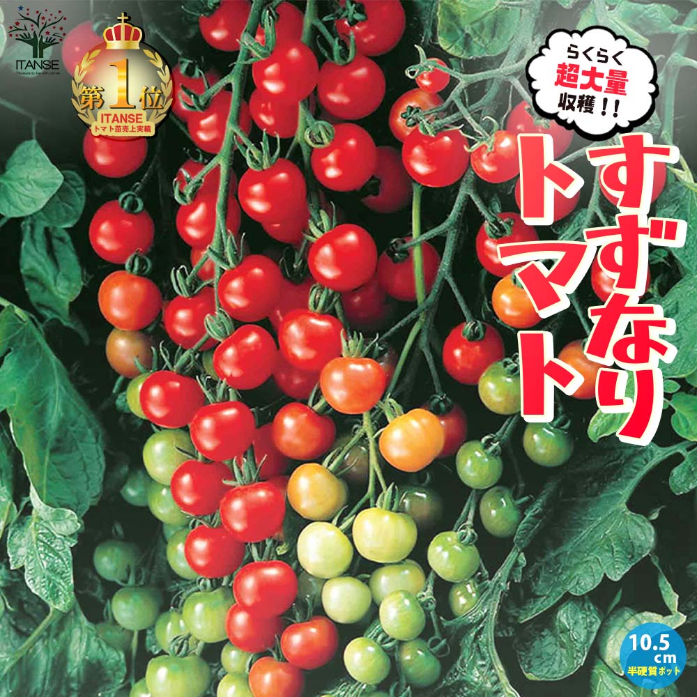 実割れしにくいすずなりトマトの苗(赤ミニトマト)2個~【9cmポット自根苗】