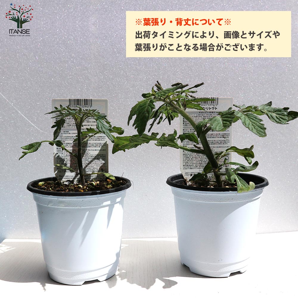 実割れしにくいすずなりトマトの苗(赤ミニトマト)2個~【9cmポット自根苗】