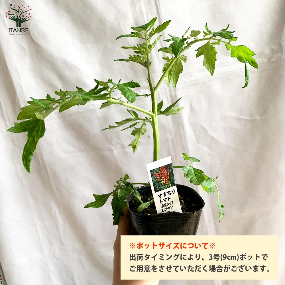 実割れしにくいすずなりトマトの苗(赤ミニトマト)2個~【9cmポット自根苗】