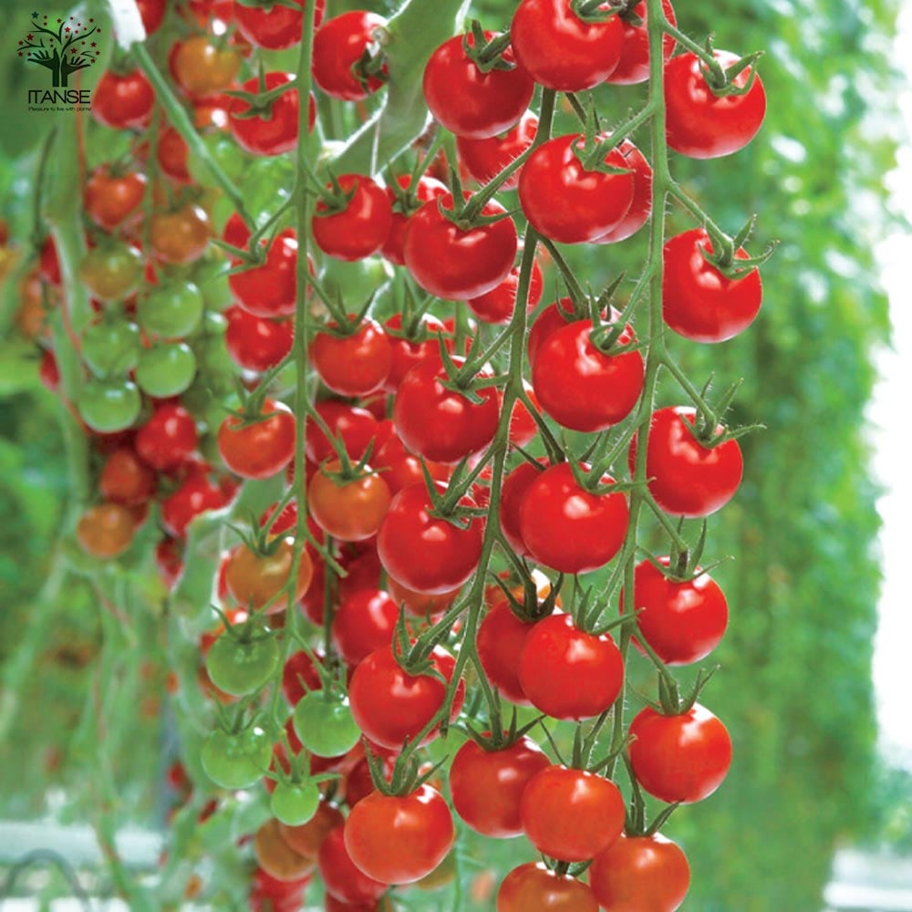 実割れしにくいすずなりトマトの苗(赤ミニトマト)2個～【9cmポット自