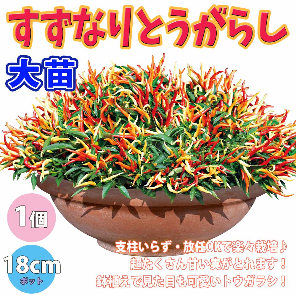 旨甘すずなりとうがらし【BN硬質18cmポット自根苗／肥料付】