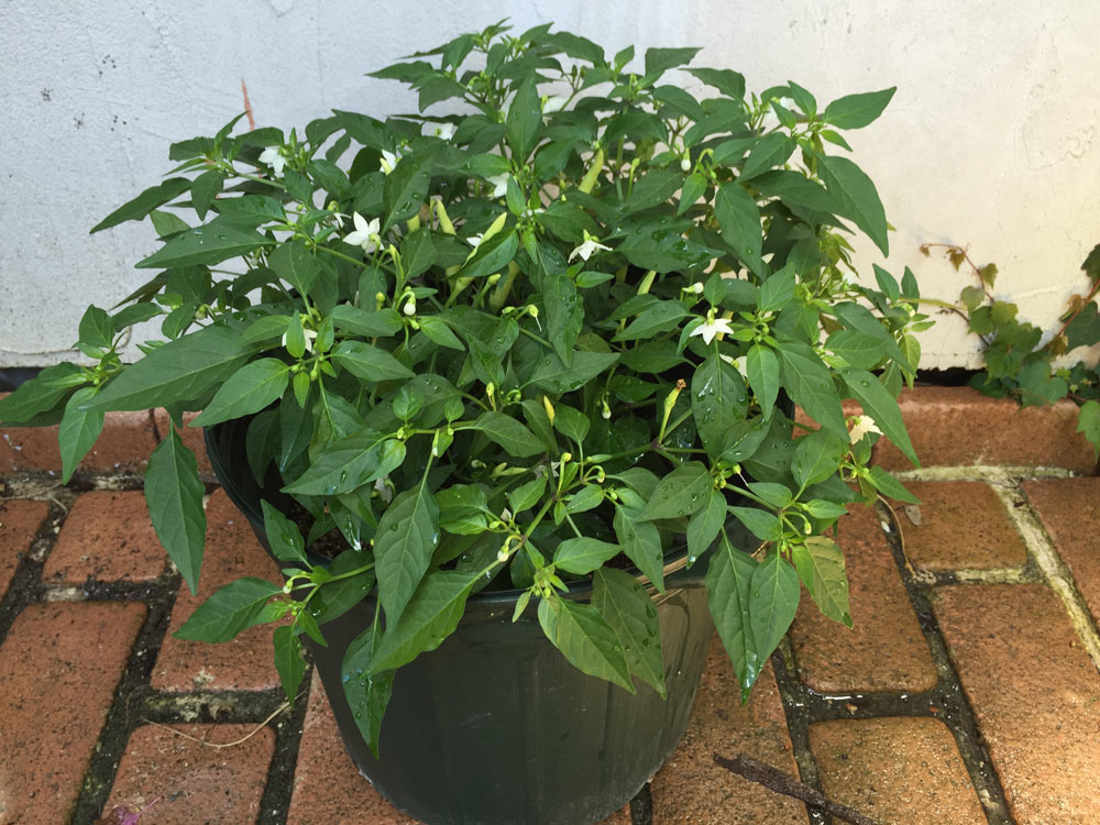 旨甘すずなりとうがらし【BN硬質18cmポット自根苗／肥料付】