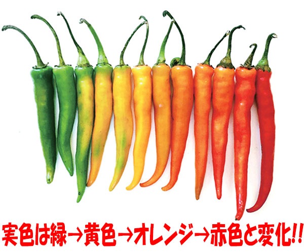 旨甘すずなりとうがらし【BN硬質18cmポット自根苗／肥料付】