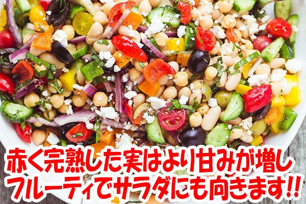 旨甘すずなりとうがらし【BN硬質18cmポット自根苗／肥料付】