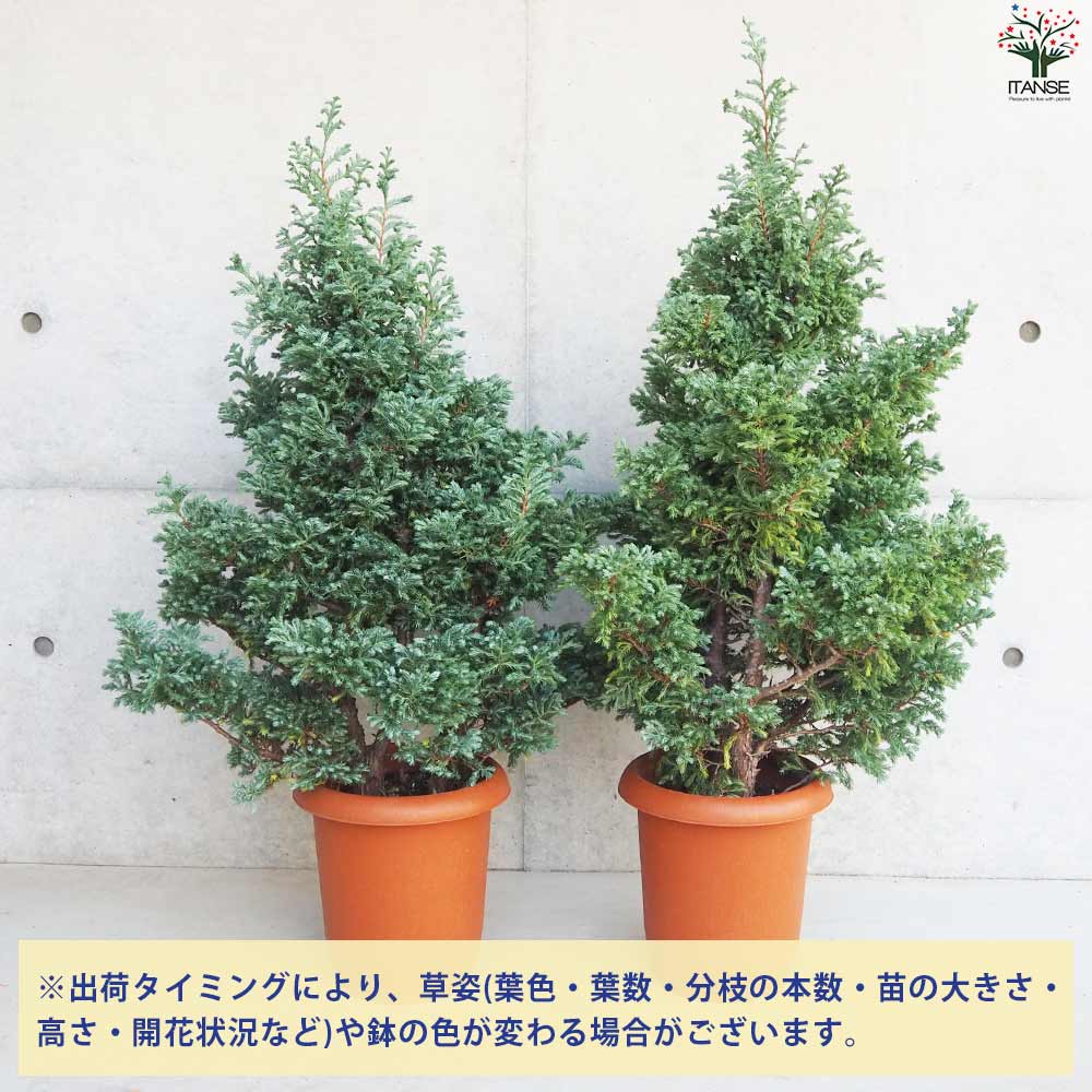 庭木　ボールバード シンボルツリー　クリ マススツリー コニファー コニファー ボールバード【庭木 5号ポット】｜ 【植物の