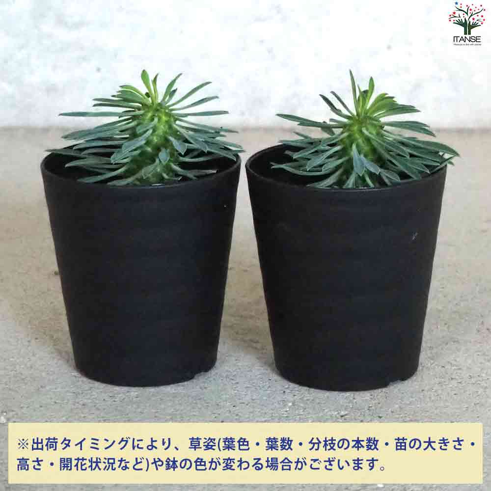 ユーフォルビア 怪魔玉 【多肉植物 3号鉢】｜ 【植物のITANSE