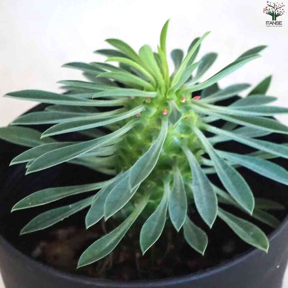 ユーフォルビア 怪魔玉 【多肉植物 3号鉢】｜ 【植物のITANSE