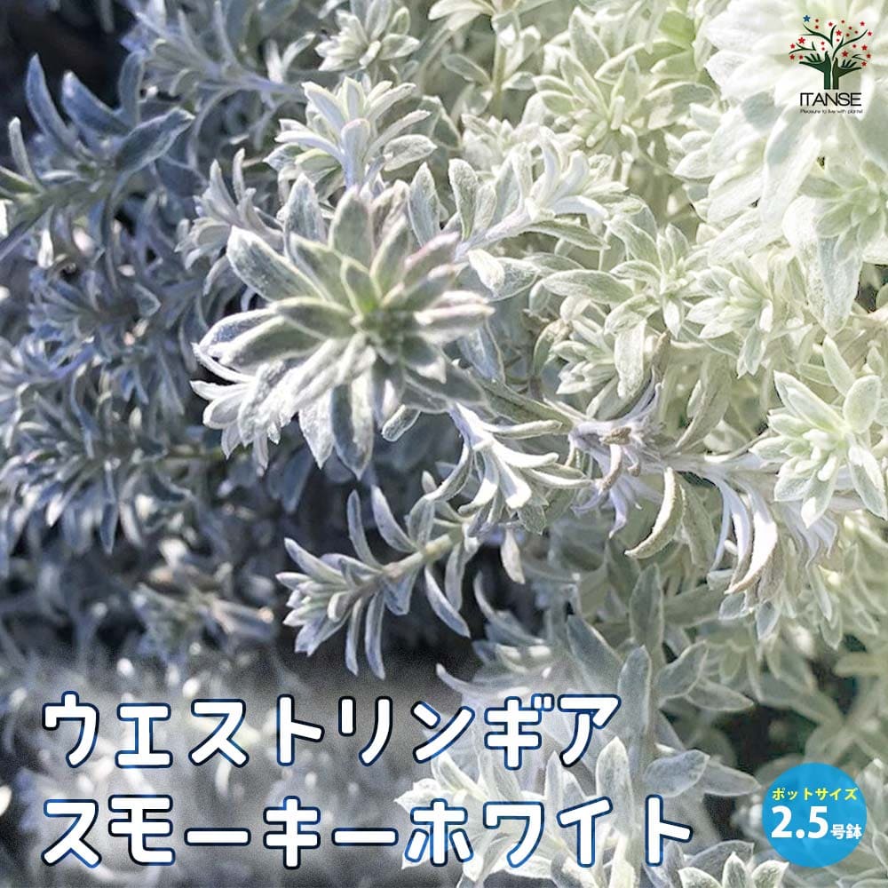 ウエストリンギア・スモーキーホワイト【花苗2.5号ロングポット】