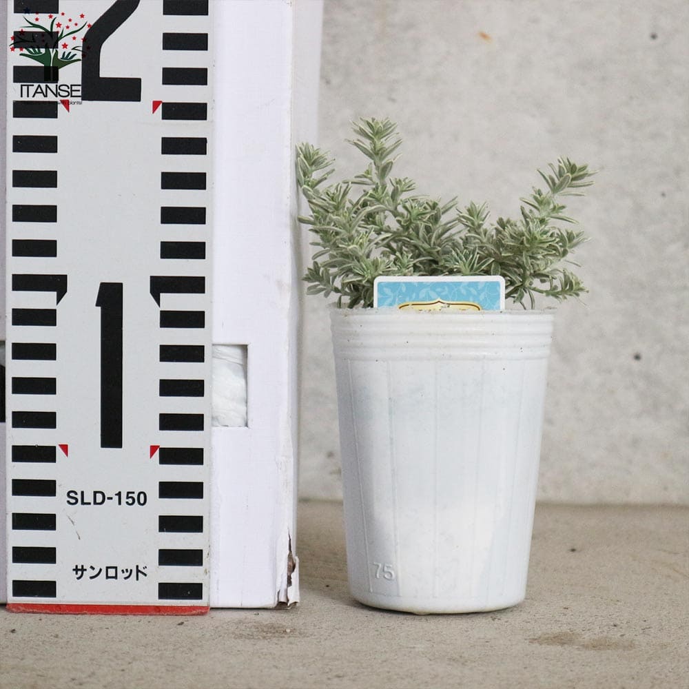 ウエストリンギア・スモーキーホワイト【花苗2.5号ロングポット】