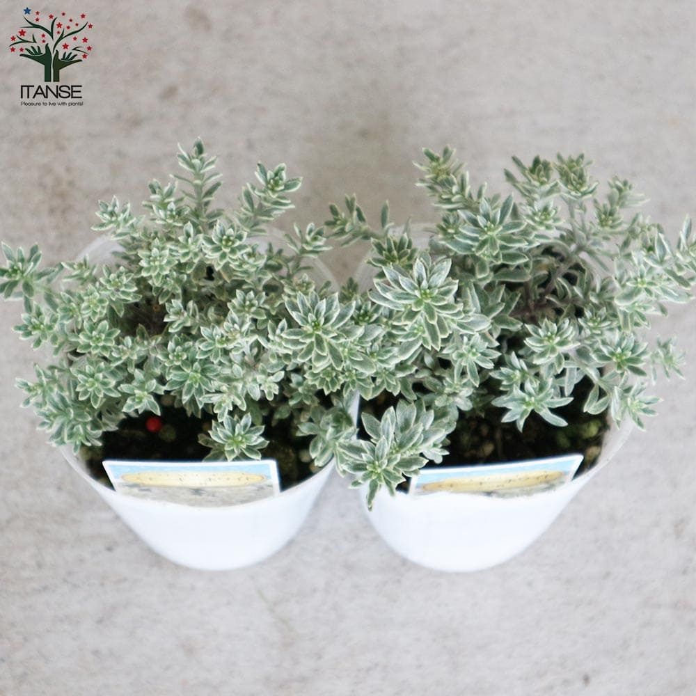 ウエストリンギア・スモーキーホワイト【花苗2.5号ロングポット