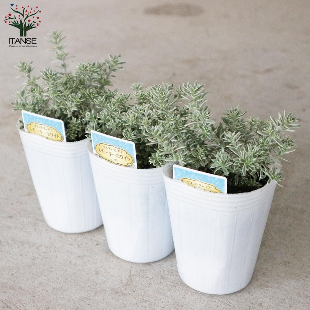 ウエストリンギア・スモーキーホワイト【花苗2.5号ロングポット】