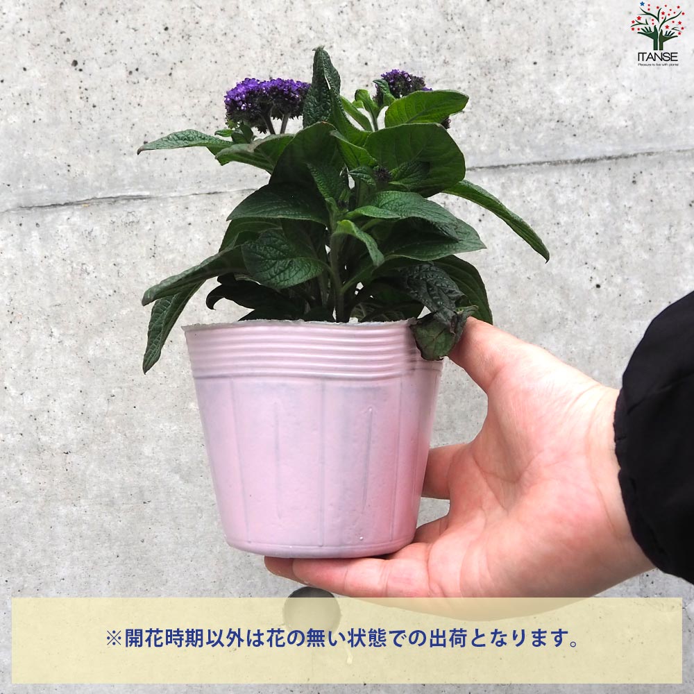 「ヘリオトロープ（ブライトブルー）」 アクリル画 SM キャンバス 原画 額なし ヘリオトロープ（ブライトブルー）」 アクリル画 SM キャンバス 額なし