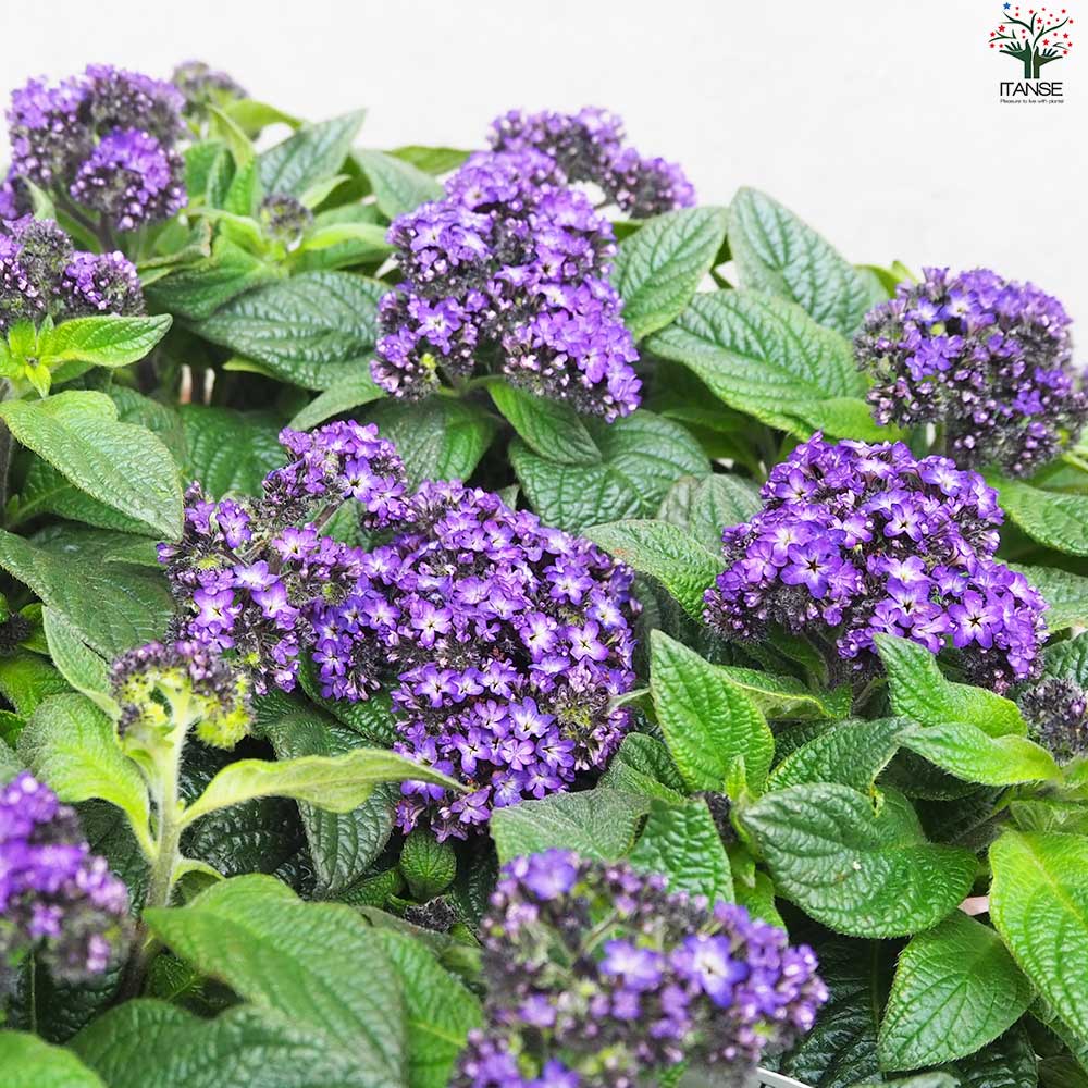 「ヘリオトロープ（ブライトブルー）」 アクリル画 SM キャンバス 原画 額なし ヘリオトロープ（ブライトブルー）」 アクリル画 SM キャンバス 額なし