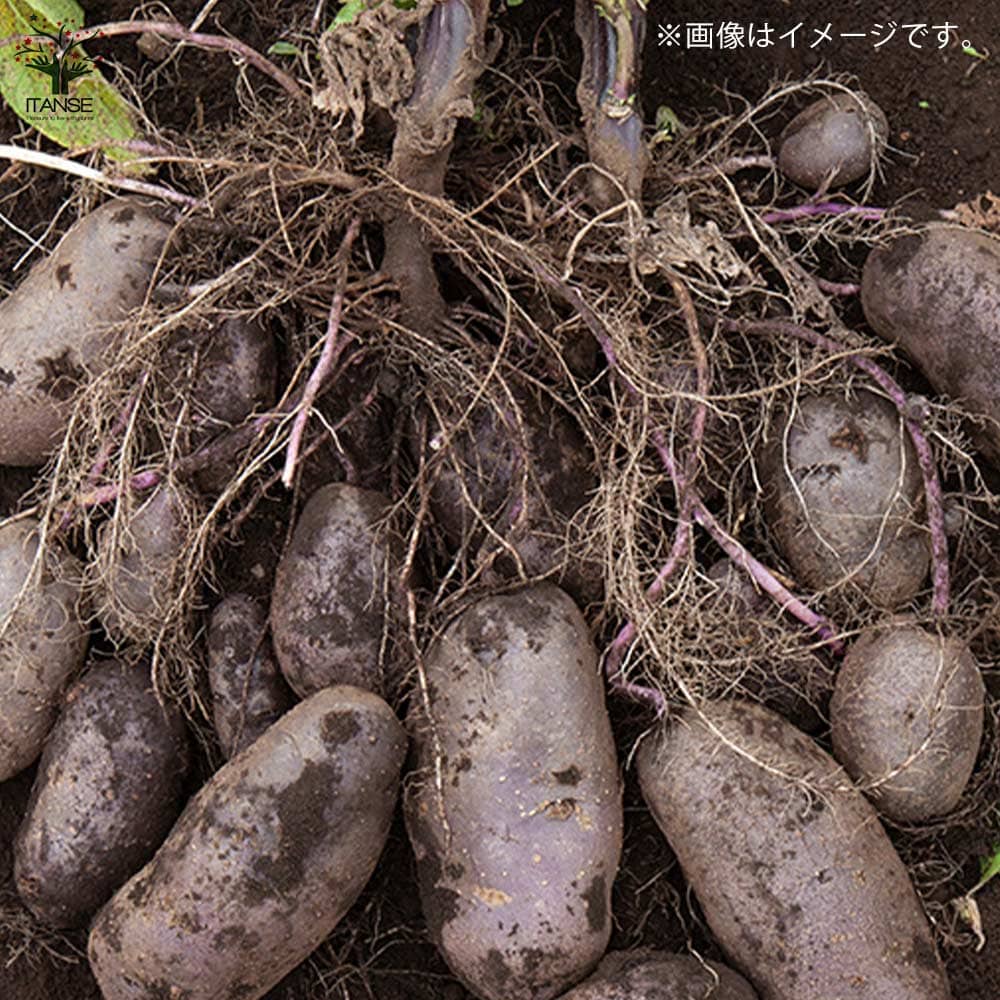 じゃがいもの種芋 品種:シャドークイーン【野菜種芋】