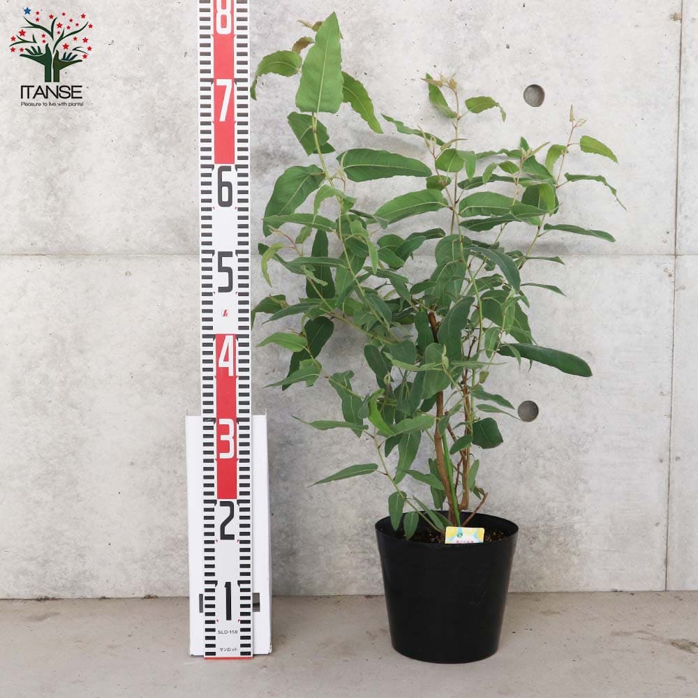 レモンユーカリ （香り）【ハーブの苗 7号ポット大苗売り】