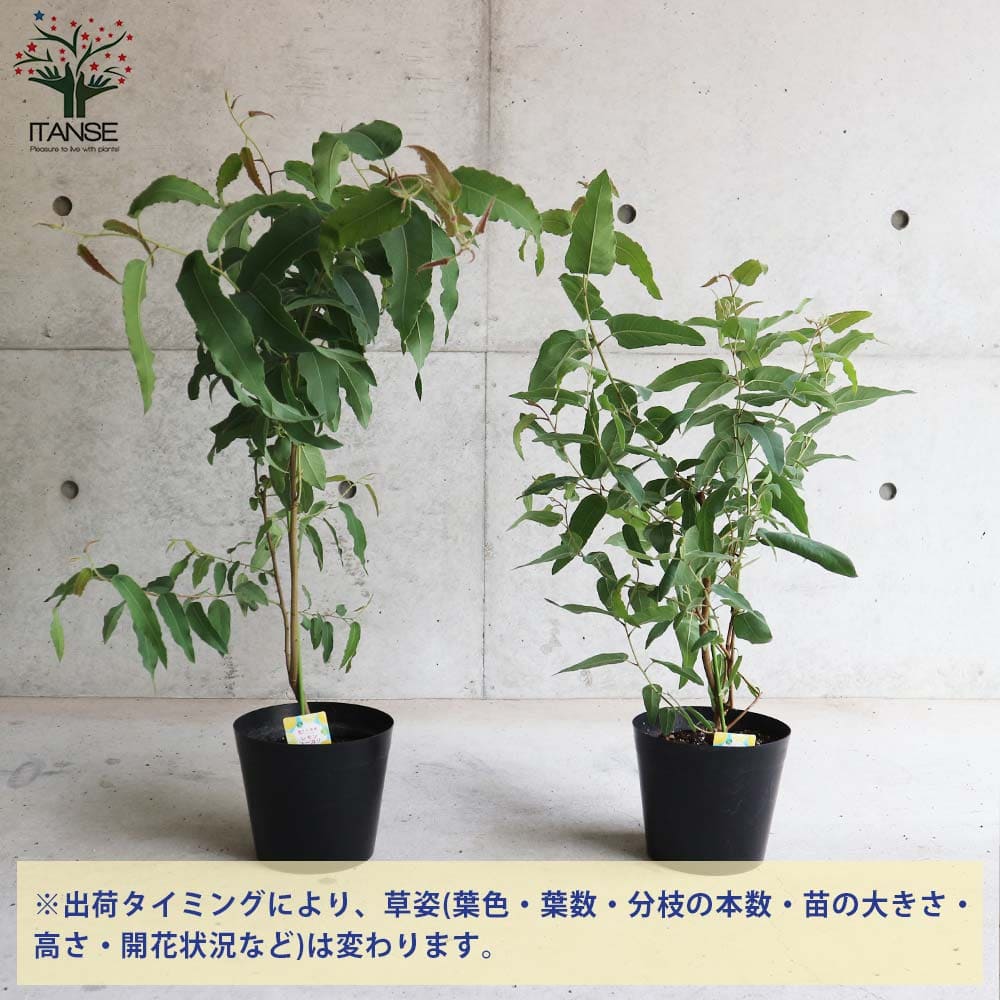 レモンユーカリ （香り）【ハーブの苗 7号ポット大苗売り】
