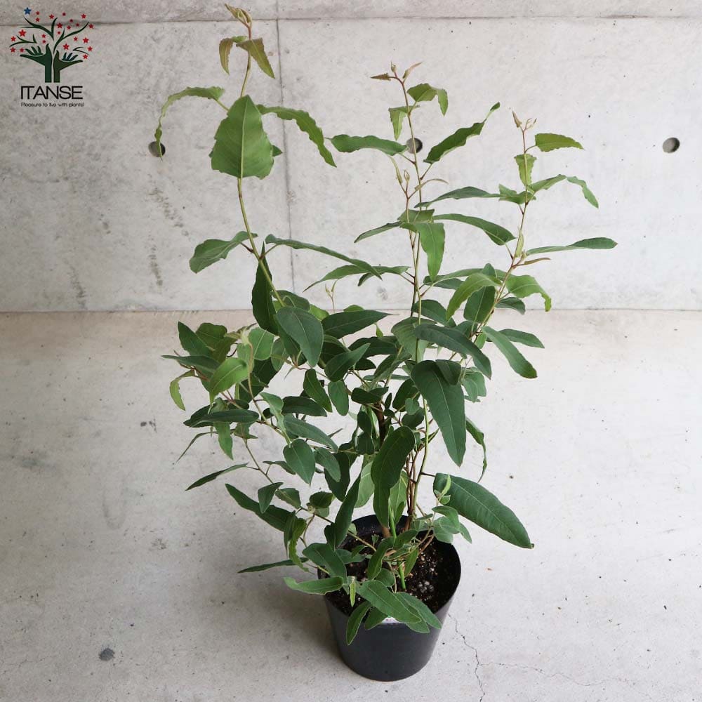 レモンユーカリ （香り）【ハーブの苗 7号ポット大苗売り】