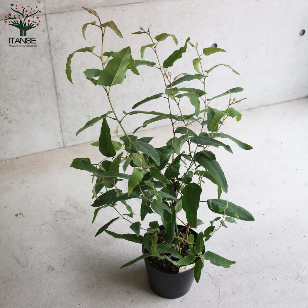 レモンユーカリ （香り）【ハーブの苗 7号ポット大苗売り】