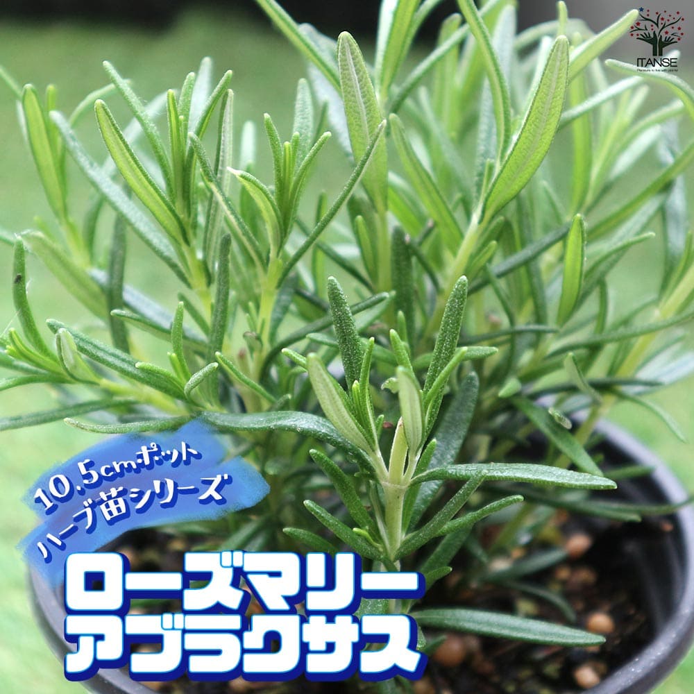 ローズマリー アブラクサス 10.5cm2個～【おうちで簡単！育てやすい10.5cmポットハーブ苗シリーズ！】