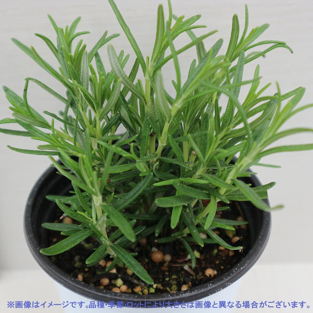 ローズマリー アブラクサス 10.5cm2個～【おうちで簡単！育てやすい