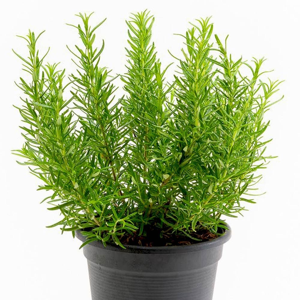 ローズマリー アブラクサス 10.5cm2個～【おうちで簡単！育てやすい