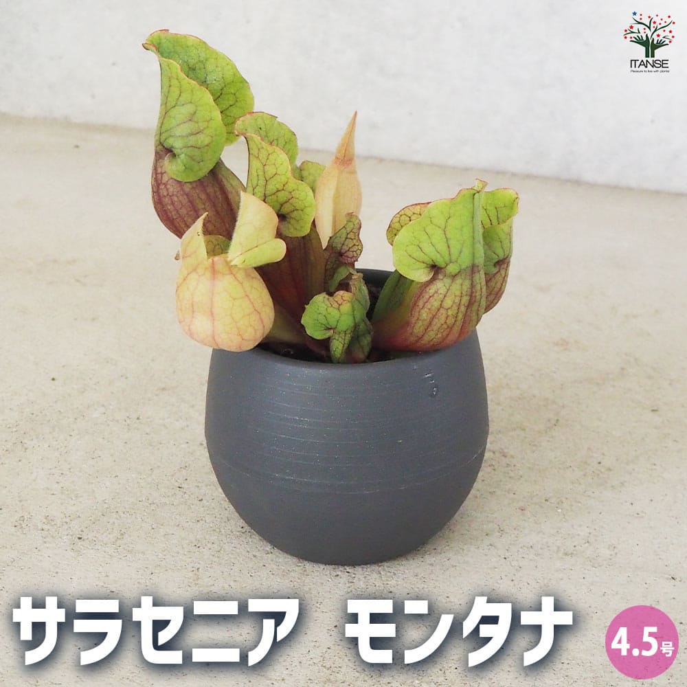 サラセニア モンタナ 【観葉植物 4.5号鉢/1個売り】