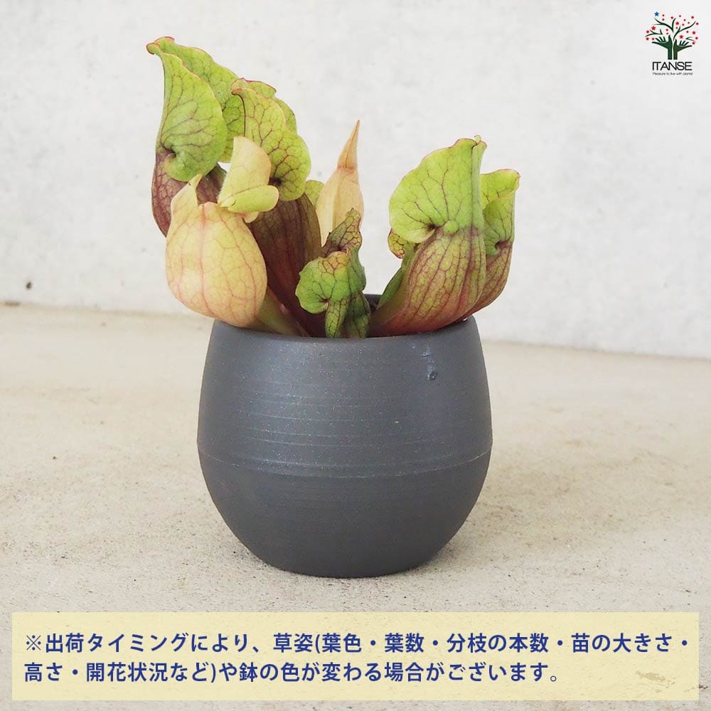サラセニア モンタナ 【観葉植物 4.5号鉢/1個売り】