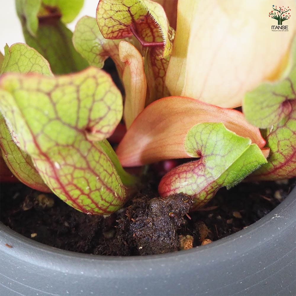 サラセニア モンタナ 【観葉植物 4.5号鉢/1個売り】