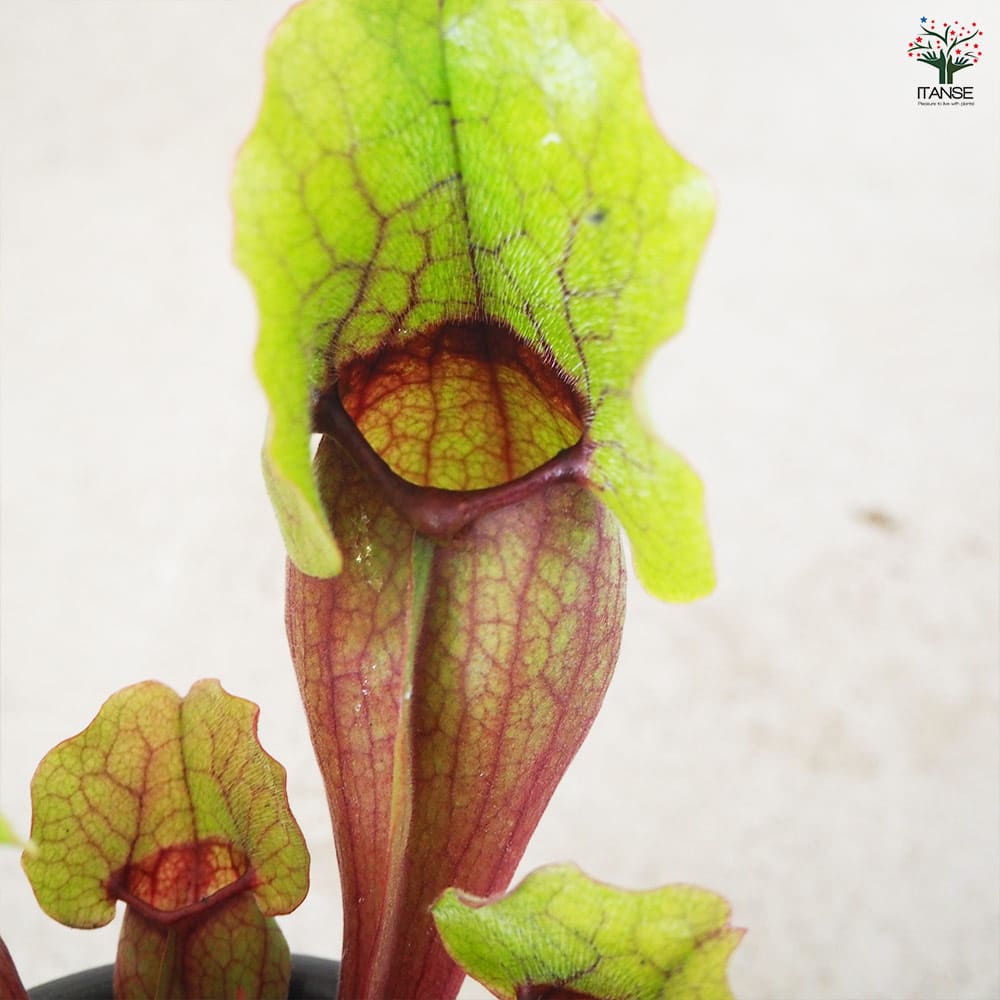 サラセニア モンタナ 【観葉植物 4.5号鉢/1個売り】