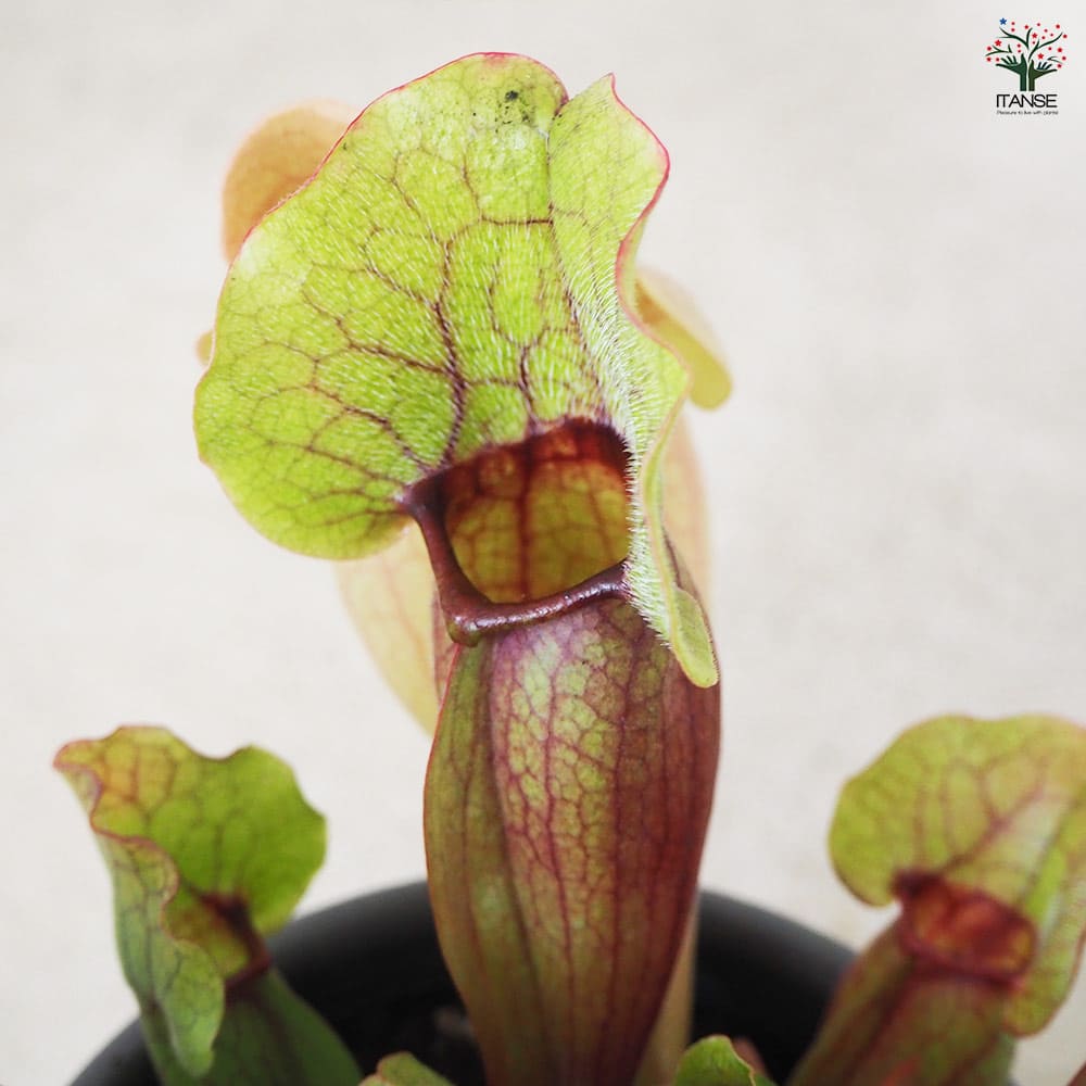 サラセニア モンタナ 【観葉植物 4.5号鉢/1個売り】