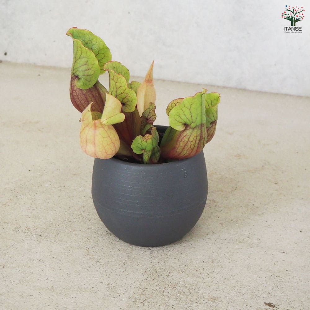 サラセニア モンタナ 【観葉植物 4.5号鉢/1個売り】